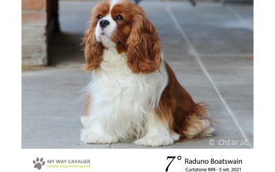 7° raduno di padroni e cani Boatswain dell’allevamento “My Way Cavalier King”